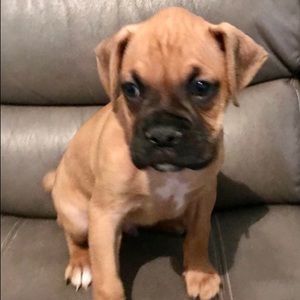 Meet your Posher, Buster